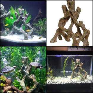 Mangrove Root J165137