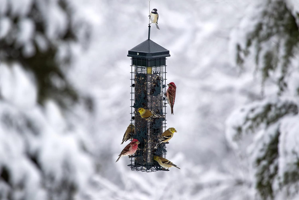 Squirrel-proof Bird Feeder with 6 Feeding Ports, 3.4-pound Seed Capacity W692