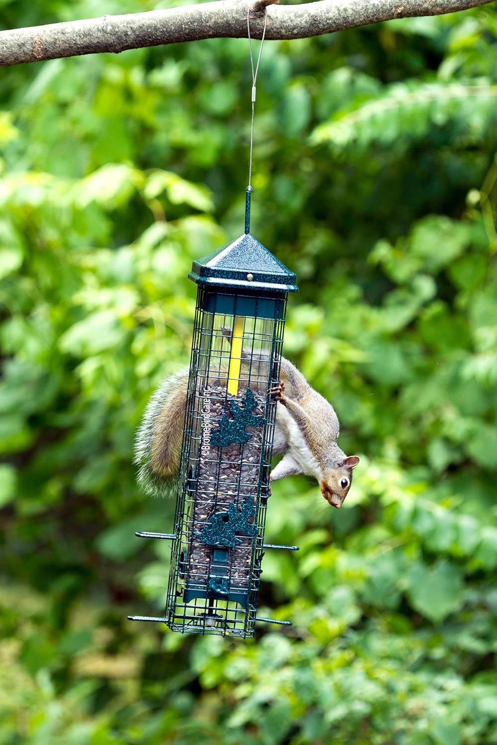 Squirrel-proof Bird Feeder with 6 Feeding Ports, 3.4-pound Seed Capacity W692