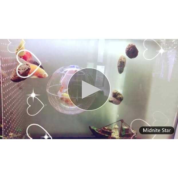 Transparent Hamster Exercise Ball T48698