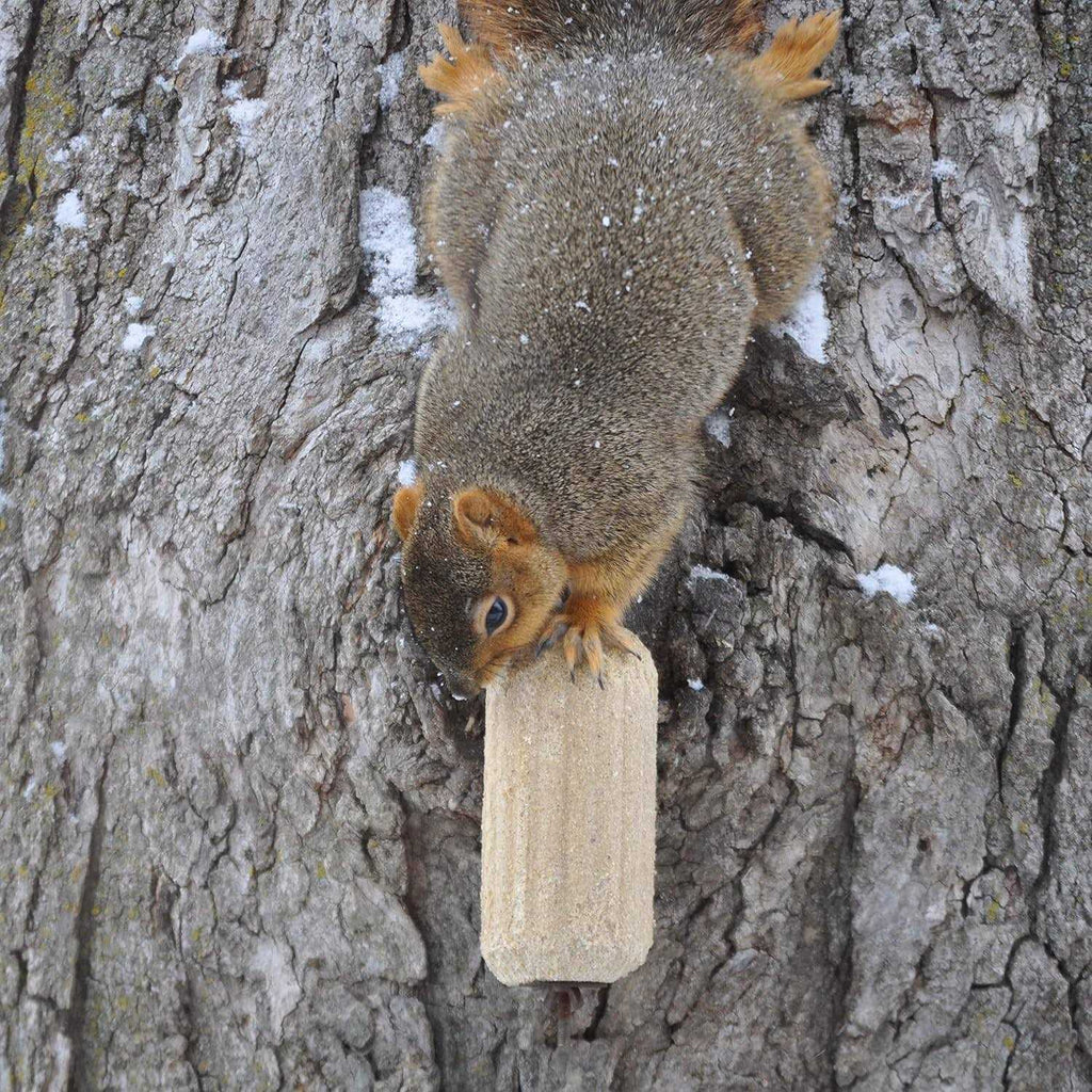 Corn Squirrelog Pet Supplies L862