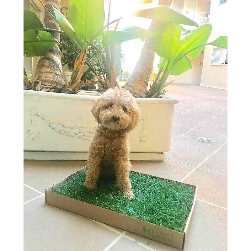 Real Grass Puppy Pee Pads I7462