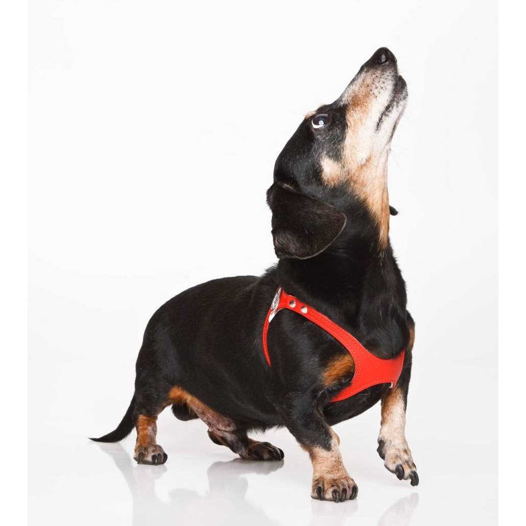 Pebble Grain Harness D10205