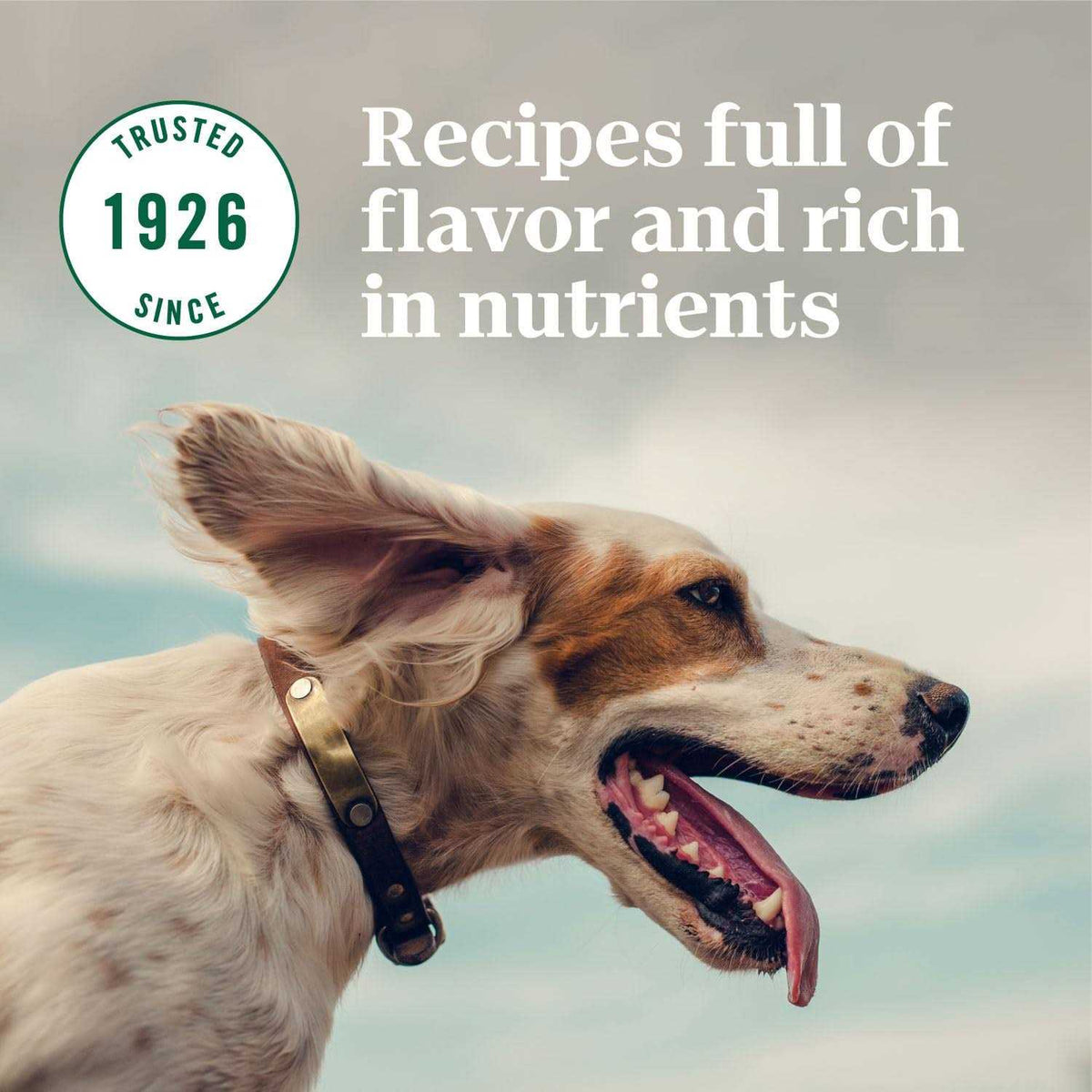 Adult Lamb Rice Dry Dog Food S568005