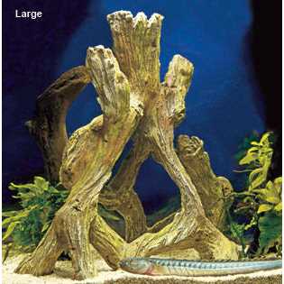 Mangrove Root J165137